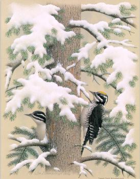 威廉 齊默曼 Three-toed Woodpecker 威廉 齊默曼 Three-toed Woodpecker
